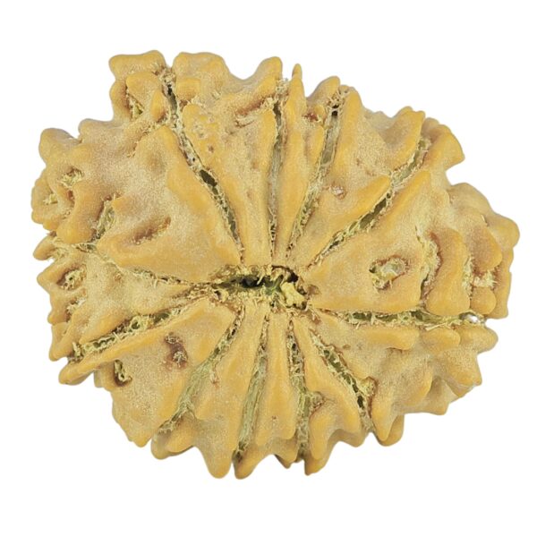 11 Mukhi Rudraksha 21.3mm 2.68gm - Rudraksha back