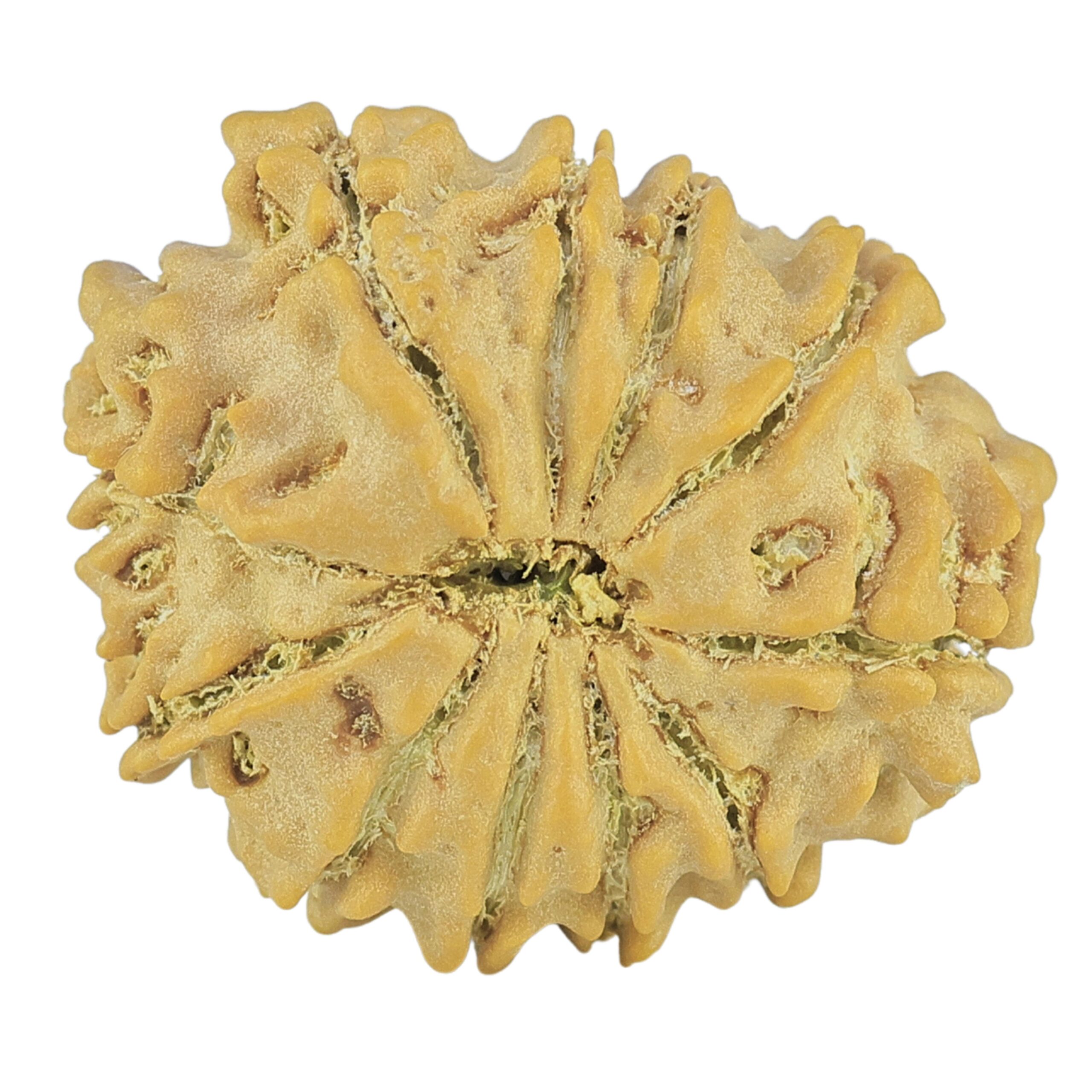 11 Mukhi Rudraksha 21.3mm 2.68gm - Rudraksha back