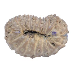 15 Mukhi Rudraksha 22.8mm 2.23gm - Rudraksha back