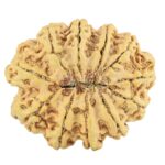 11 Mukhi Rudraksha 34mm 8gm - Rudraksha back