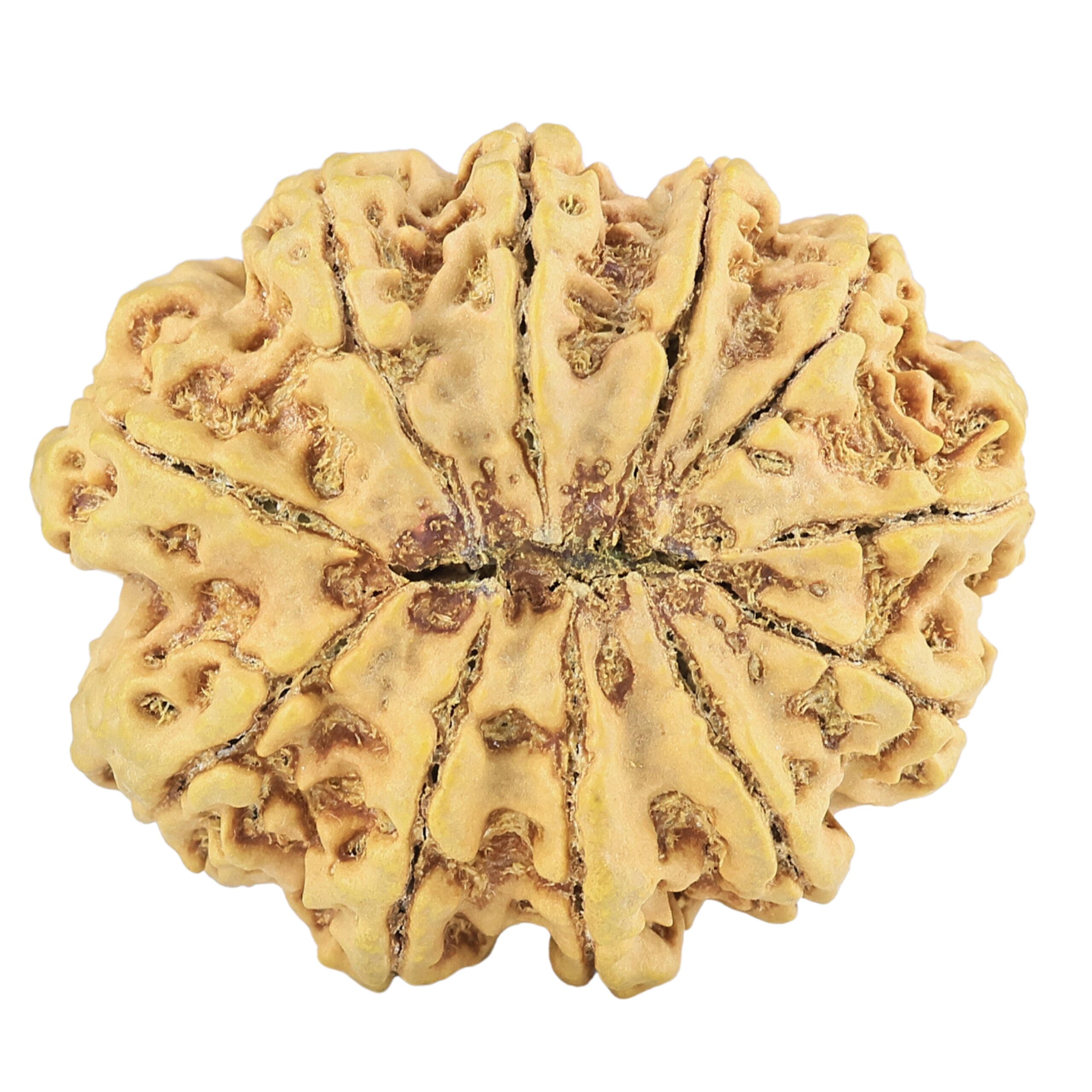 11 Mukhi Rudraksha 34mm 8gm - Rudraksha back