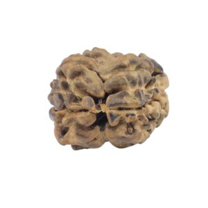 2 Mukhi Rudraksha 21.2mm 0.94gm - Rudraksha back