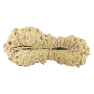 34 Mukhi Rudraksha 26.1mm 1gm - Rudraksha back