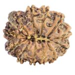 12 Mukhi Ganesh 23.9mm 3.08gm - Rudraksha back