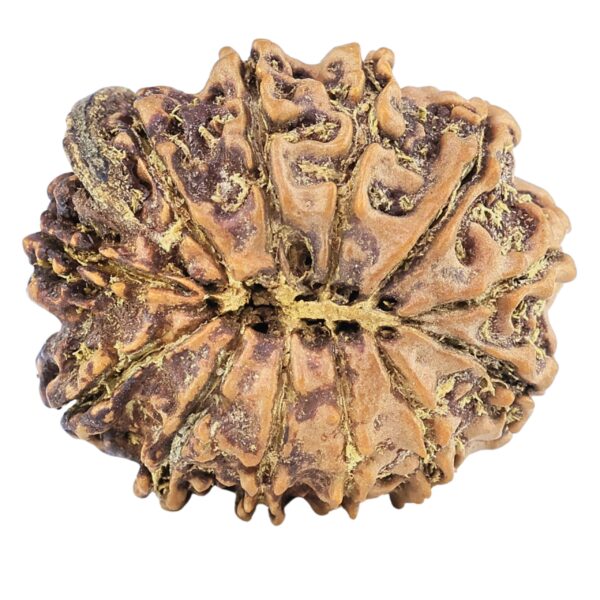 12 Mukhi Ganesh 23.9mm 3.08gm - Rudraksha back