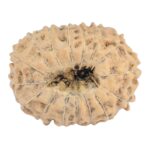 16 Mukhi Rudraksha 23mm 3.09gm - Rudraksha back