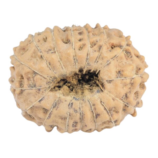 16 Mukhi Rudraksha 23mm 3.09gm - Rudraksha back