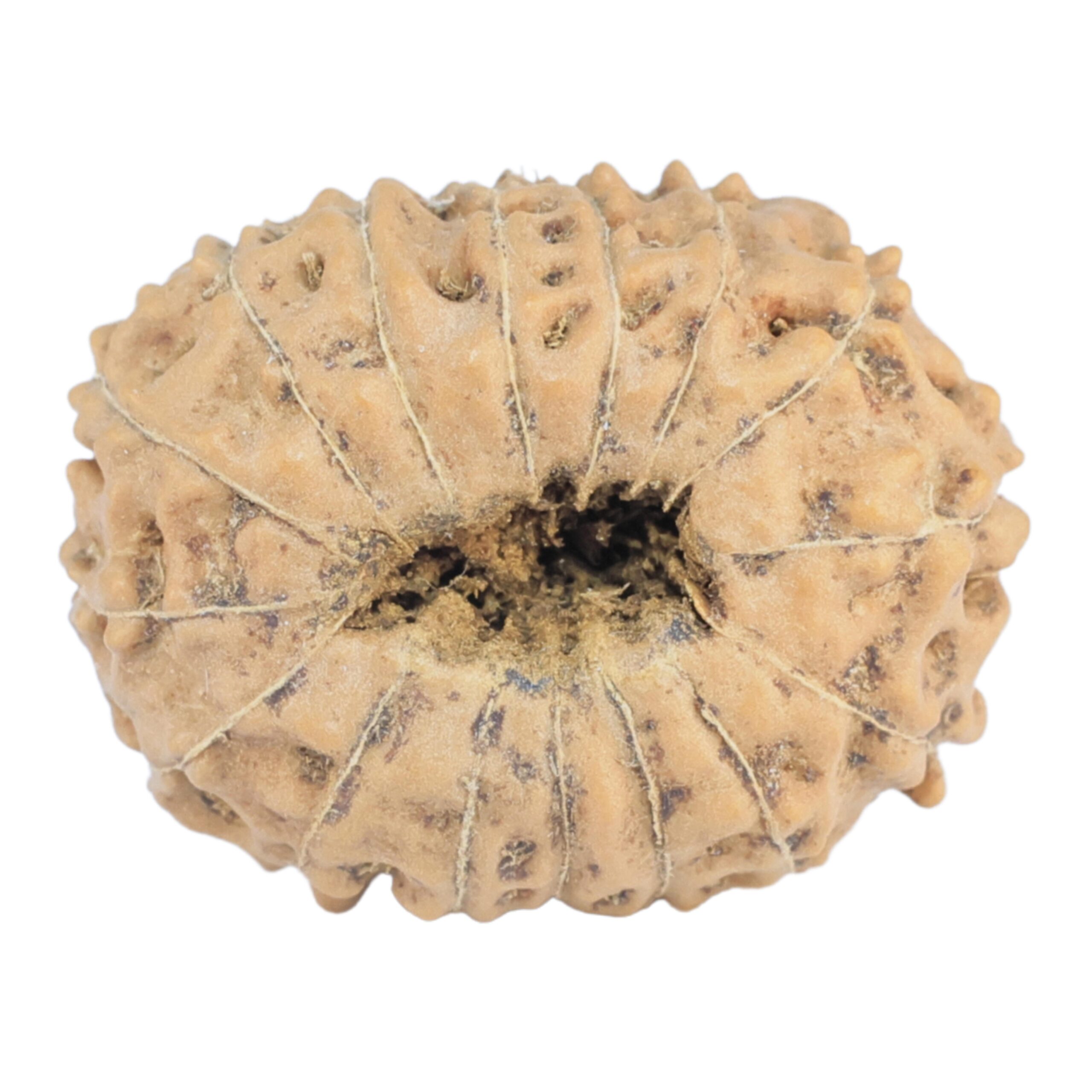 16 Mukhi Rudraksha 23mm 3.09gm - Rudraksha back