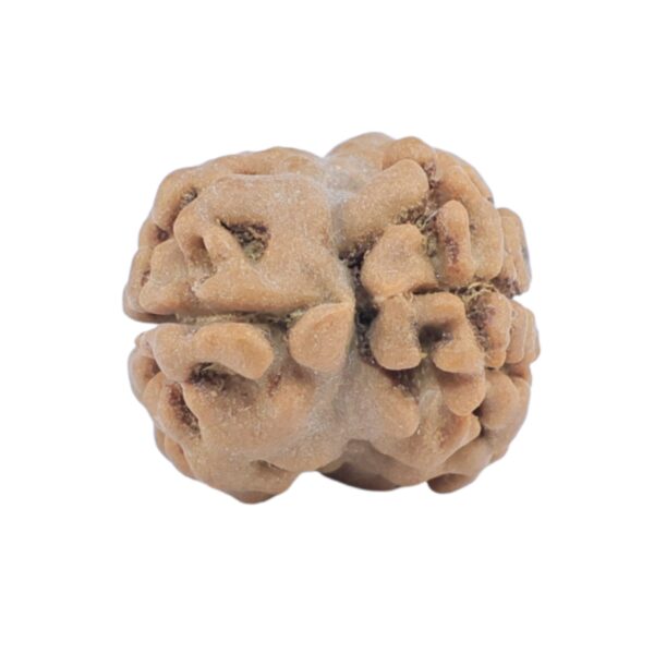 2 Mukhi Rudraksha 18.3mm 1.33gm - Rudraksha back
