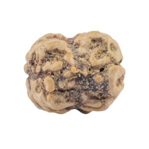 2 Mukhi Rudraksha 22.1mm 1.98gm - Rudraksha back