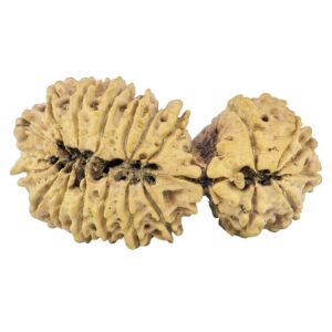 20 Mukhi Gaurishankar 45.7mm 7.4gm - Rudraksha back