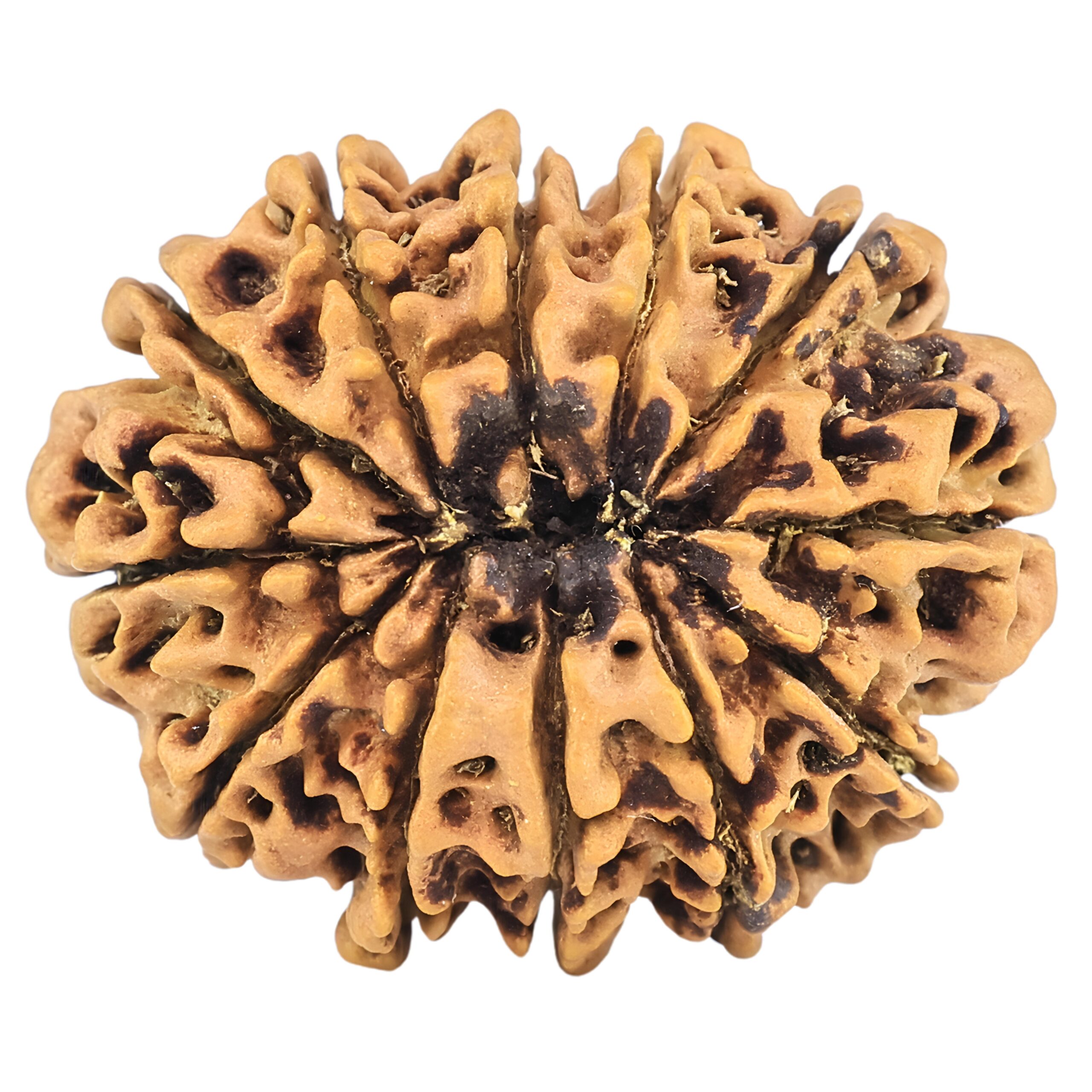 12 Mukhi Rudraksha 26.9mm 3.6gm - Rudraksha back