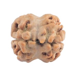 2 Mukhi Rudraksha 19.2mm 1.35gm - Rudraksha back