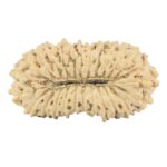 25 Mukhi Rudraksha 21.1mm 0.93gm - Rudraksha back