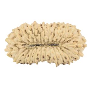 25 Mukhi Rudraksha 21.1mm 0.93gm - Rudraksha back