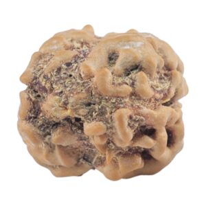2 Mukhi Rudraksha 21.9mm 1.9gm - Rudraksha back