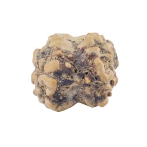 2 Mukhi Rudraksha 21.4mm 1.56gm - Rudraksha back