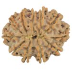 11 Mukhi Rudraksha 26.6mm 4.23gm - Rudraksha back
