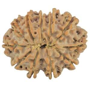 11 Mukhi Rudraksha 26.6mm 4.23gm - Rudraksha back