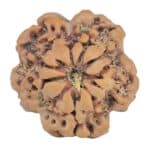 1MK(Underdeveloped) 23.3mm 4gm - Rudraksha back
