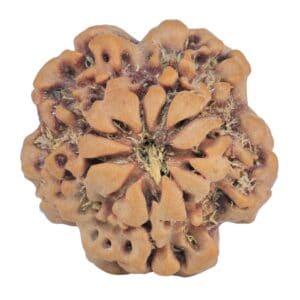 1MK(Underdeveloped) 23.3mm 4gm - Rudraksha back