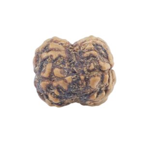 2 Mukhi Rudraksha 21.7mm 1.58gm - Rudraksha back