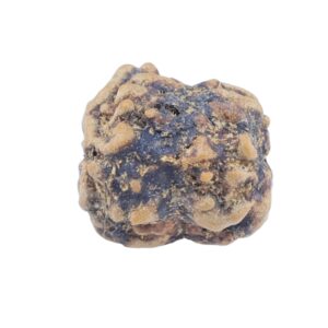 2 Mukhi Rudraksha 22.3mm 2gm - Rudraksha back