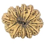 13 Mukhi Rudraksha 44.8mm 10.48gm - Rudraksha back