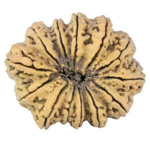 13 Mukhi Rudraksha 44.8mm 10.48gm - Rudraksha back