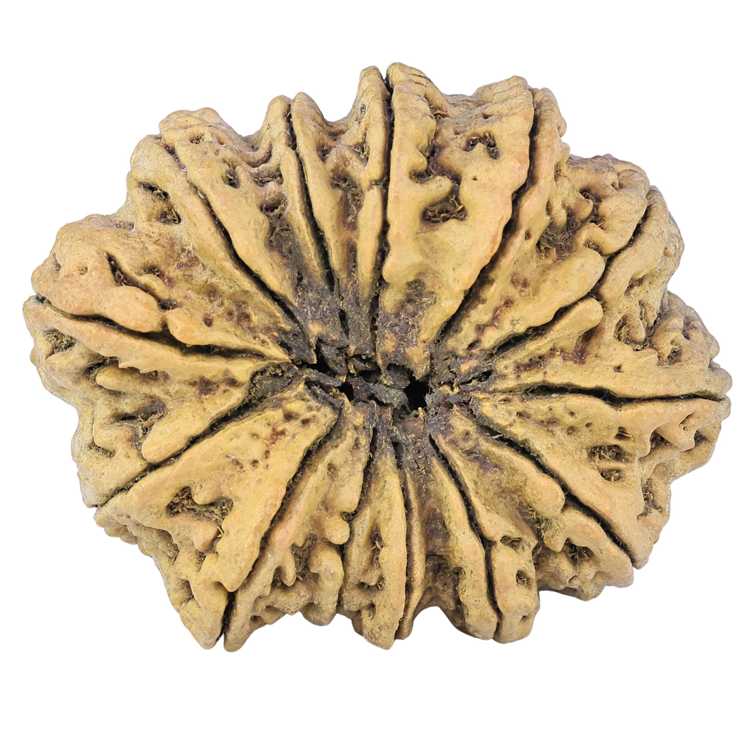13 Mukhi Rudraksha 44.8mm 10.48gm - Rudraksha back