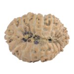 18 Mukhi Rudraksha 22.5mm 2.17gm - Rudraksha back