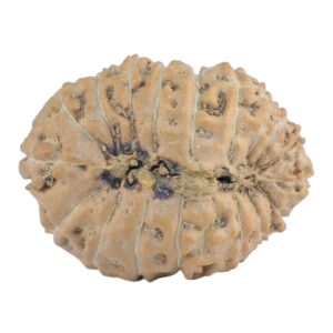 18 Mukhi Rudraksha 22.5mm 2.17gm - Rudraksha back