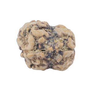2 Mukhi Rudraksha 22.2mm 2gm - Rudraksha back