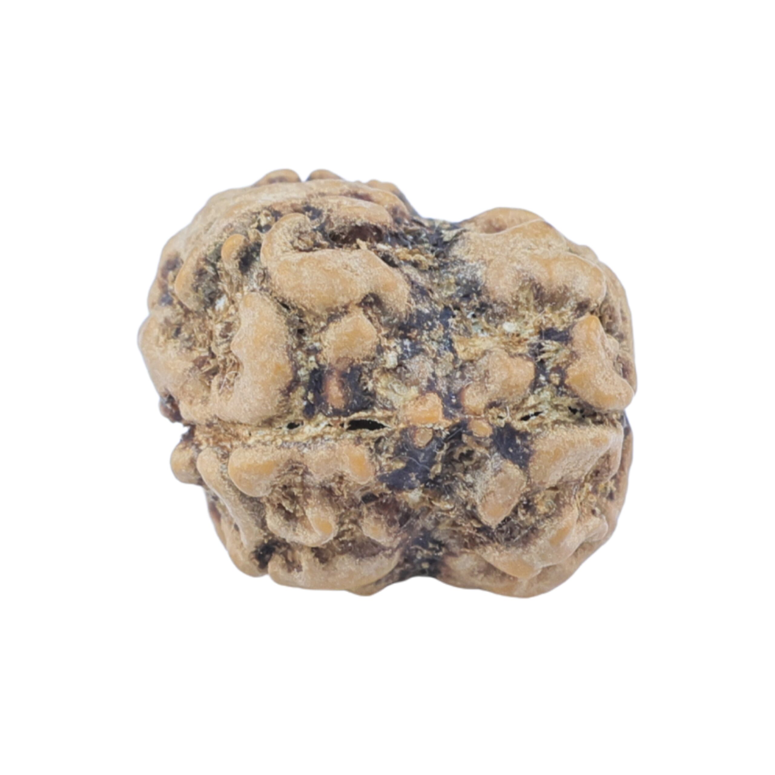 2 Mukhi Rudraksha 22.2mm 2gm - Rudraksha back
