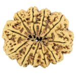 11 Mukhi Rudraksha 38.6mm 9.63gm - Rudraksha back