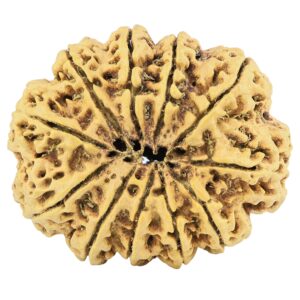 11 Mukhi Rudraksha 38.6mm 9.63gm - Rudraksha back