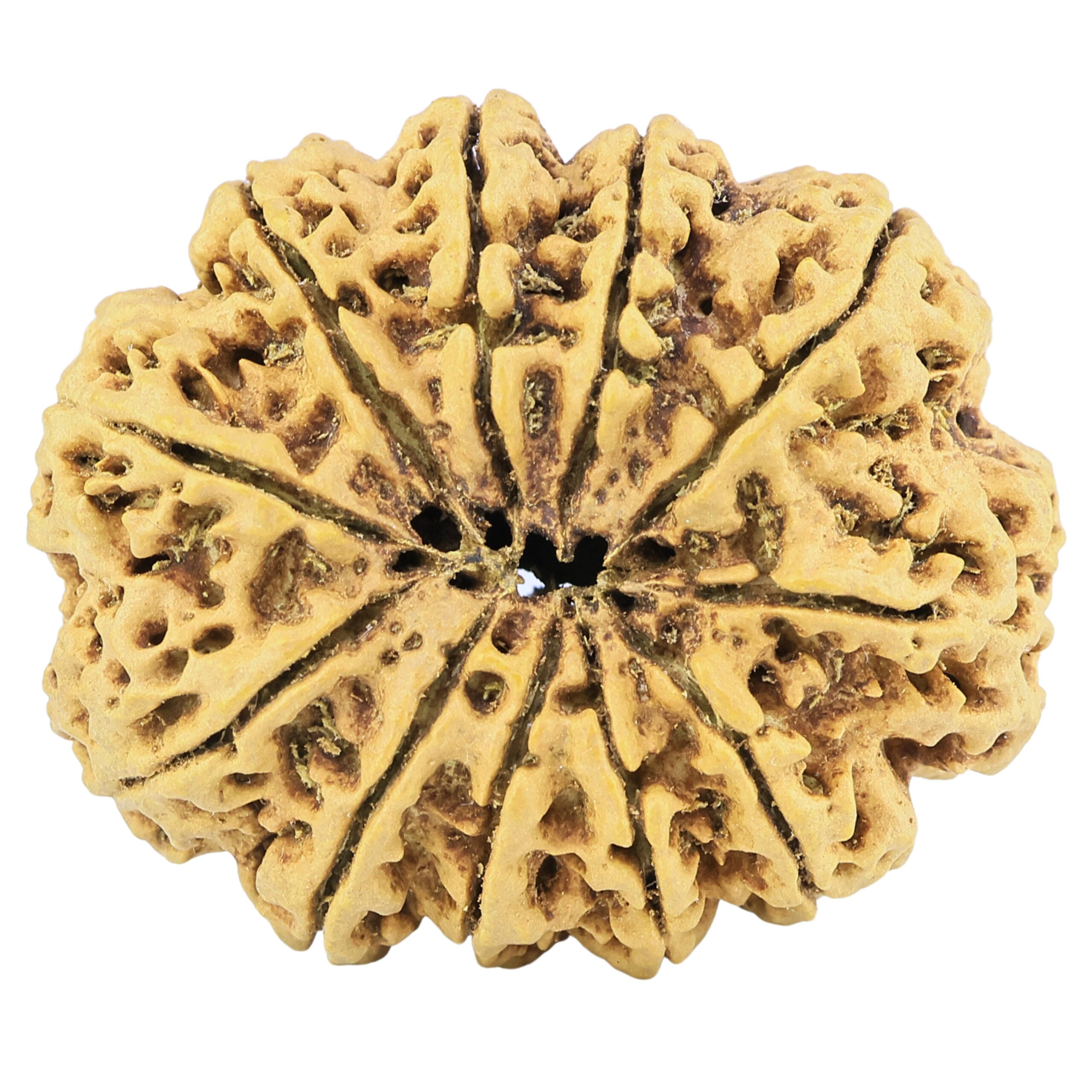 11 Mukhi Rudraksha 38.6mm 9.63gm - Rudraksha back