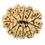 11 Mukhi Rudraksha 32.4mm 6.33gm - Rudraksha back