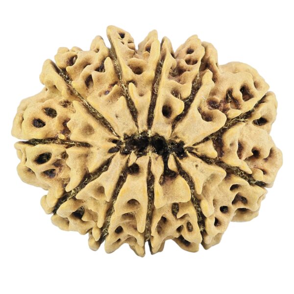 11 Mukhi Rudraksha 32.4mm 6.33gm - Rudraksha back