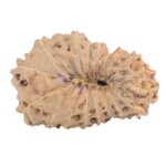 18 Mukhi Rudraksha 21mm 1.52gm - Rudraksha back