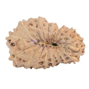 18 Mukhi Rudraksha 21mm 1.52gm - Rudraksha back