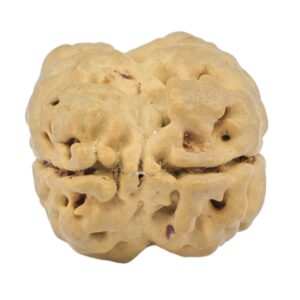 2 Mukhi Rudraksha 20.2mm 1.92gm - Rudraksha back