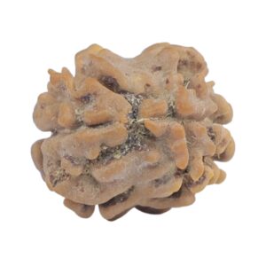 2 Mukhi Rudraksha 18.9mm 1.48gm - Rudraksha back
