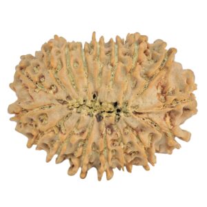 17 Mukhi Rudraksha 29.3mm 4.61gm - Rudraksha back