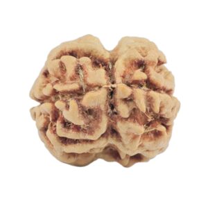 2 Mukhi Rudraksha 22.8mm 1.83gm - Rudraksha back
