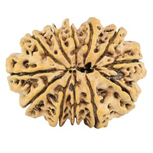 12 Mukhi Rudraksha 29.7mm 4.83gm - Rudraksha back