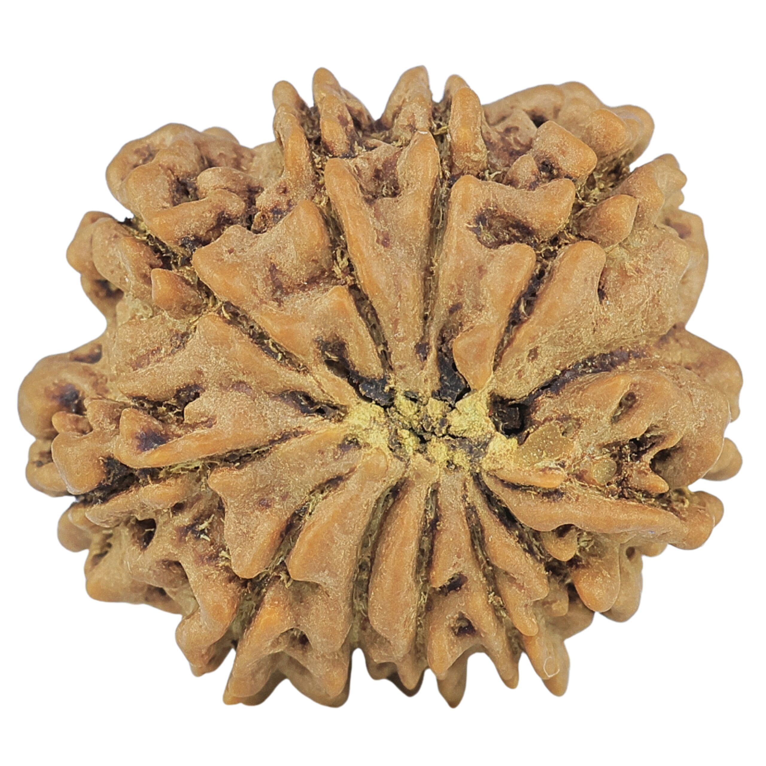 11 Mukhi Rudraksha 22.2mm 3.28gm - Rudraksha back