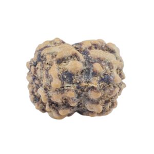 2 Mukhi Rudraksha 21.9mm 1.7gm - Rudraksha back
