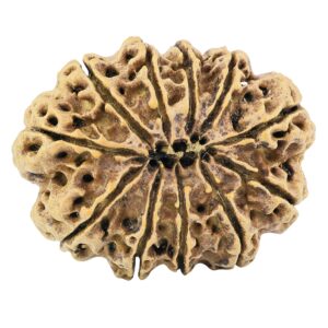 11 Mukhi Rudraksha 33.9mm 7.09gm - Rudraksha back