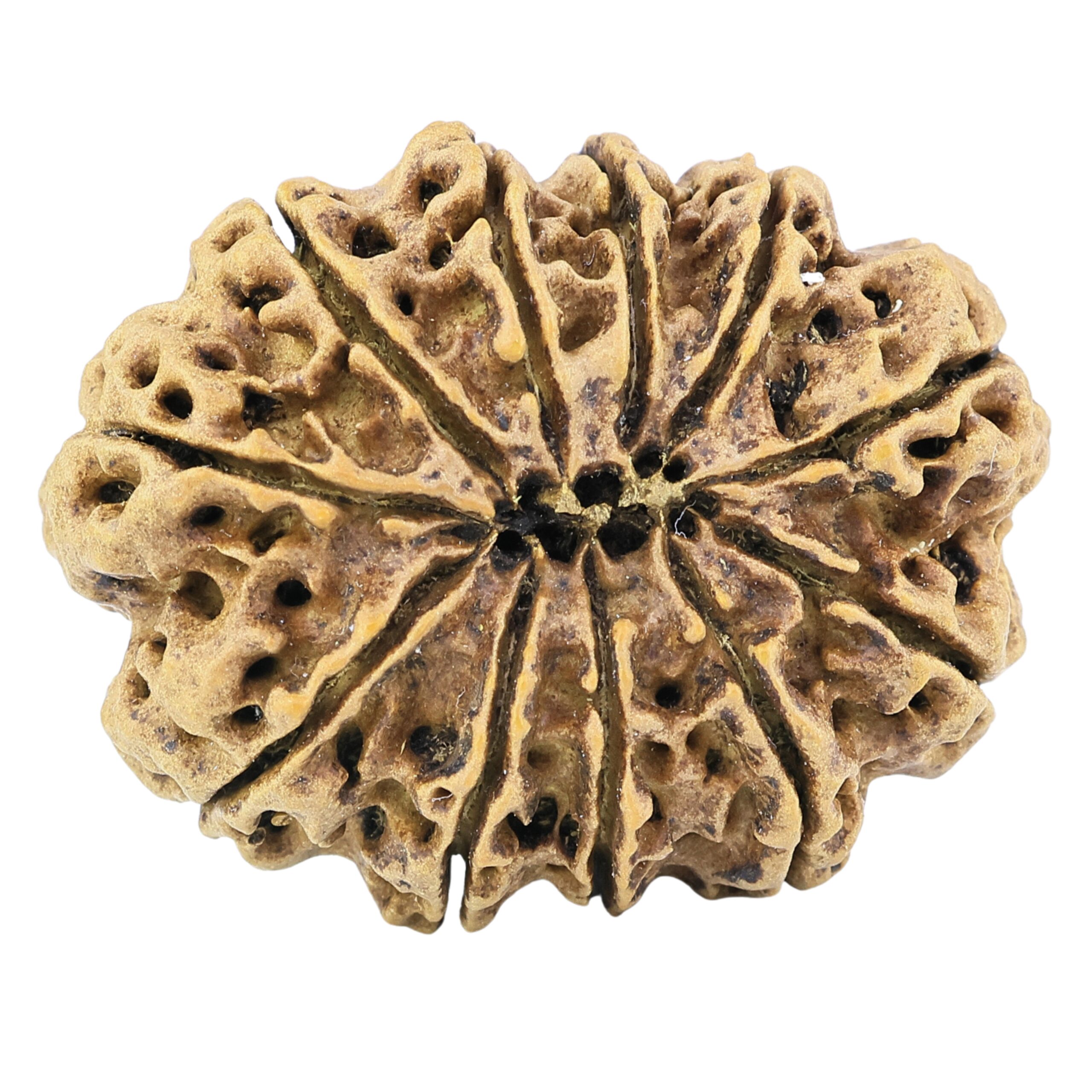 11 Mukhi Rudraksha 33.9mm 7.09gm - Rudraksha back